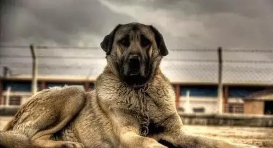 见到一定绕道走！地表战斗力爆表的12种猛犬，一獒战三狼战狮子？