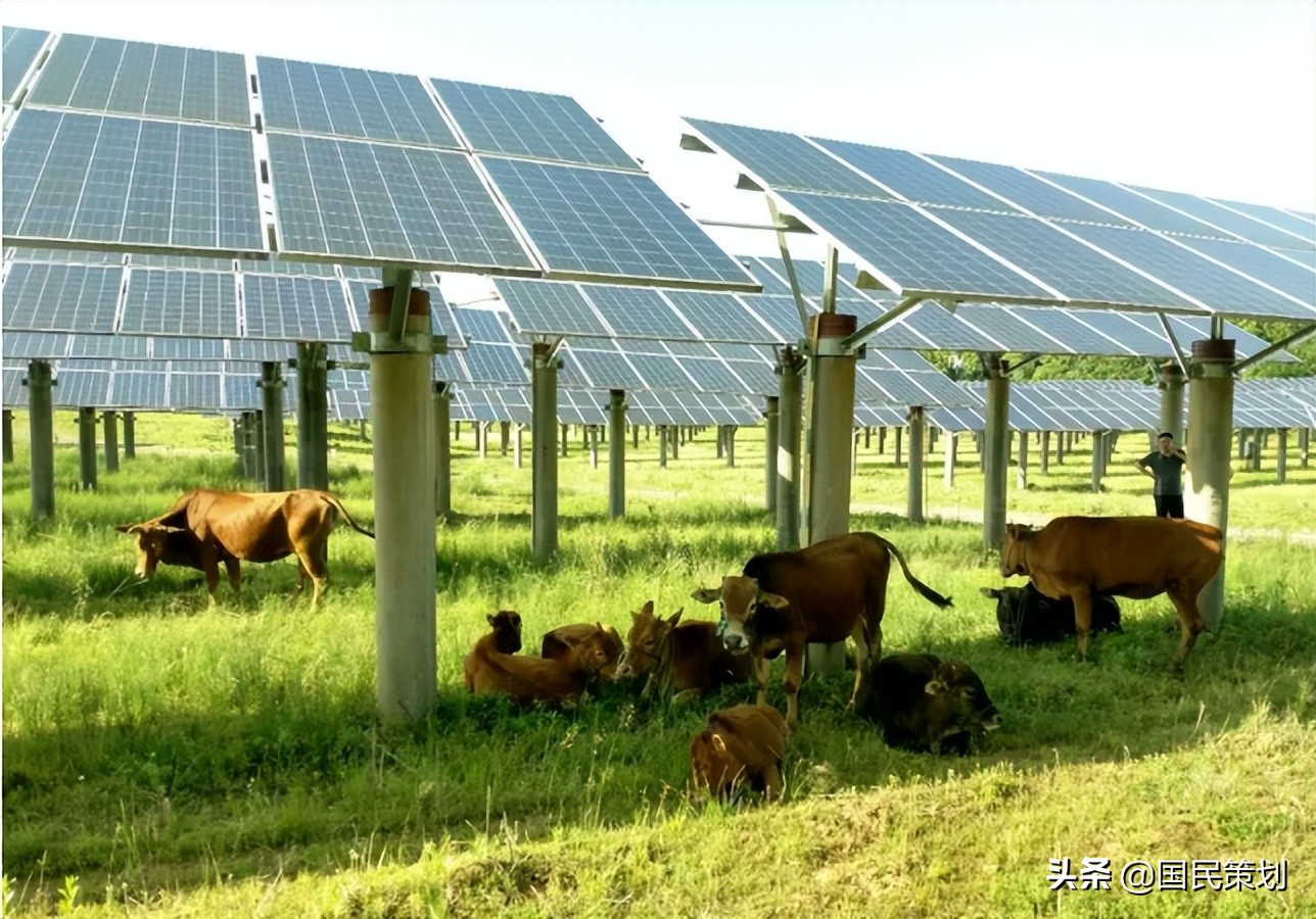 社会资本下乡，巧借“农光互补”毁麦，背后的肆无忌惮不容忽视？