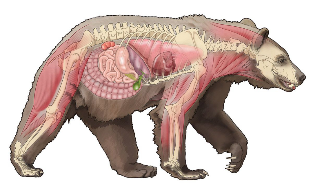 一猪二熊三老虎,猎人为什么说野猪比老虎还危险?对比了才知道