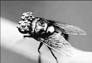 仿生微型机器人之仿生苍蝇