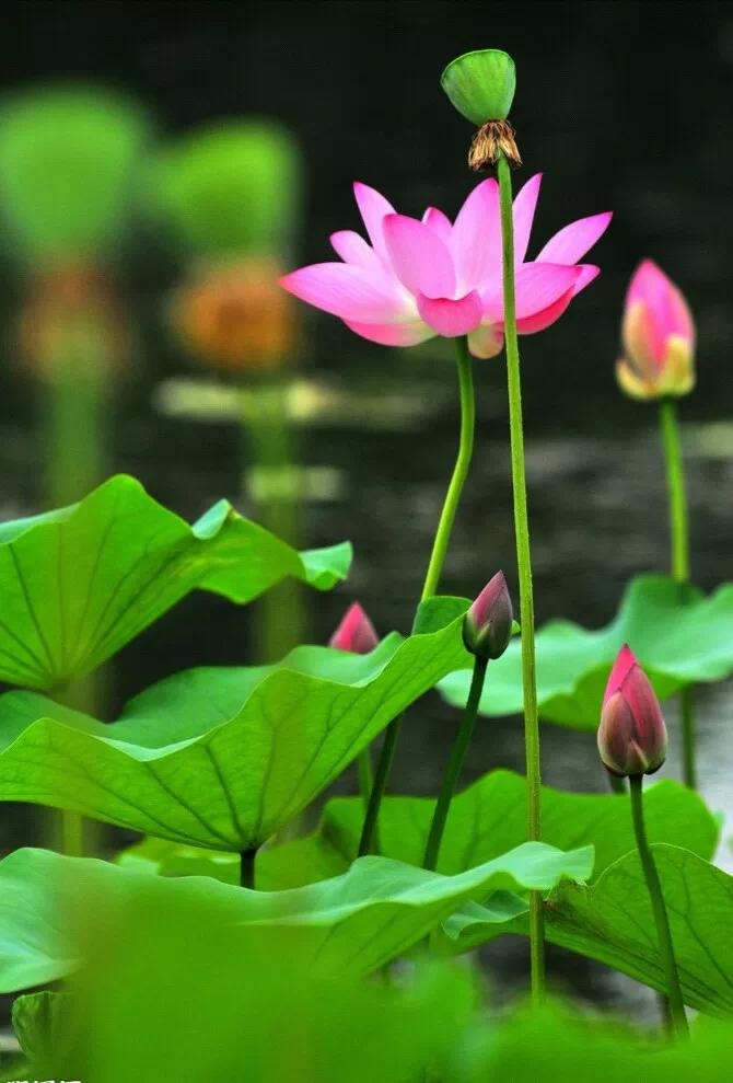 莲花的花语是什么?荷花的花语是什么?_达一风水网