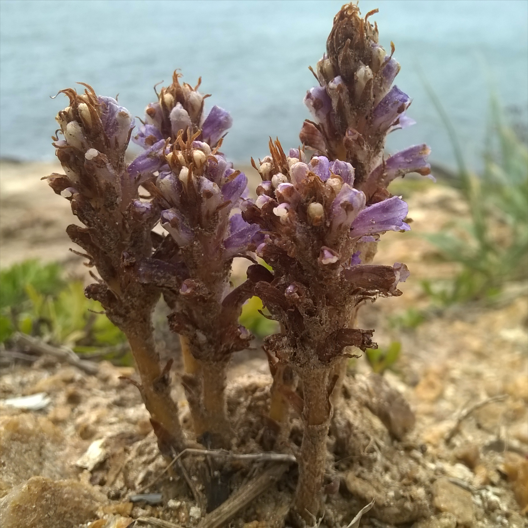 草苁蓉是一个地地道道的本土植物,它在我国有着丰富的野生资源,从东北