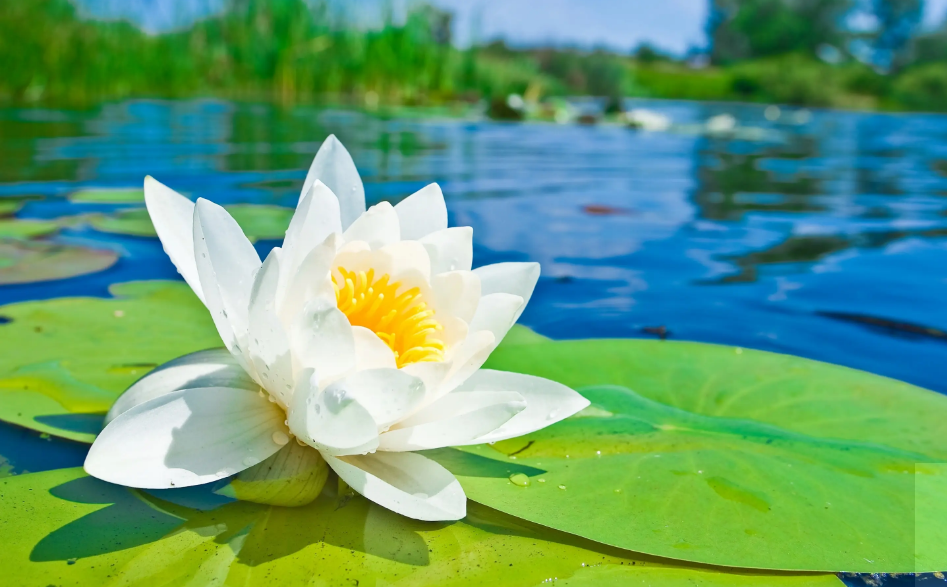 诗词 | 白莲半菡未开时,古诗词里的白莲花,清风徐来,莲花盛开