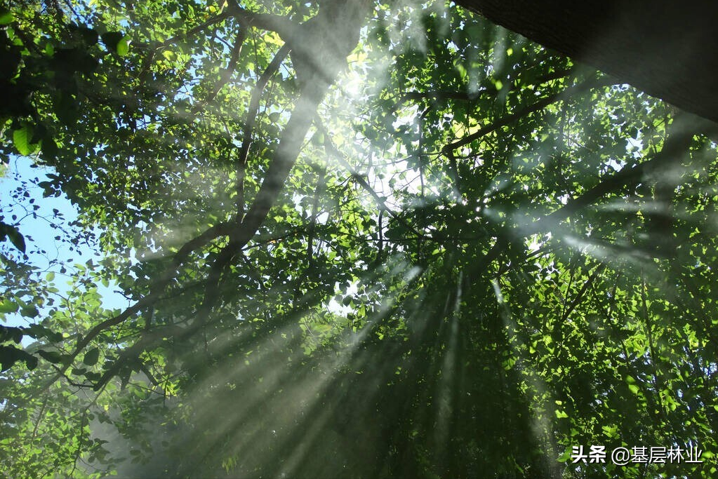 什么叫“霸王木”？“霸王木”为什么在森林经营中需要砍除