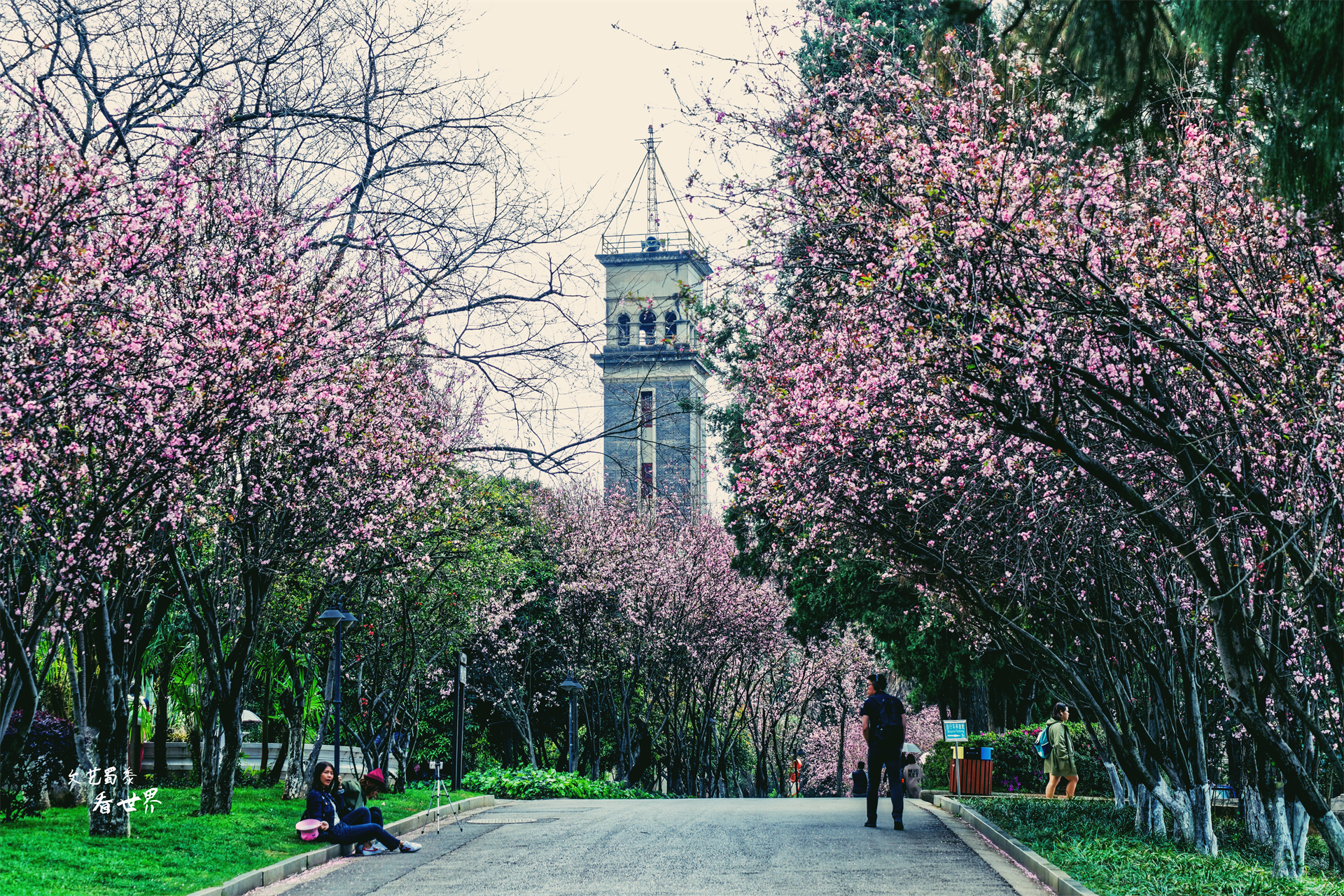 春城昆明赋予云南大学独特的风景,堪比一座四季如春的大花园