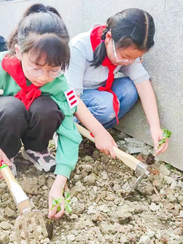 「责任教育 劳动课程」成都市双流区黄甲小学开发特色劳动种植课程