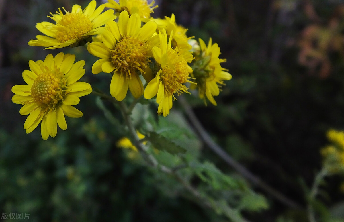 黄菊花的花语野菊花的寓意你知道吗