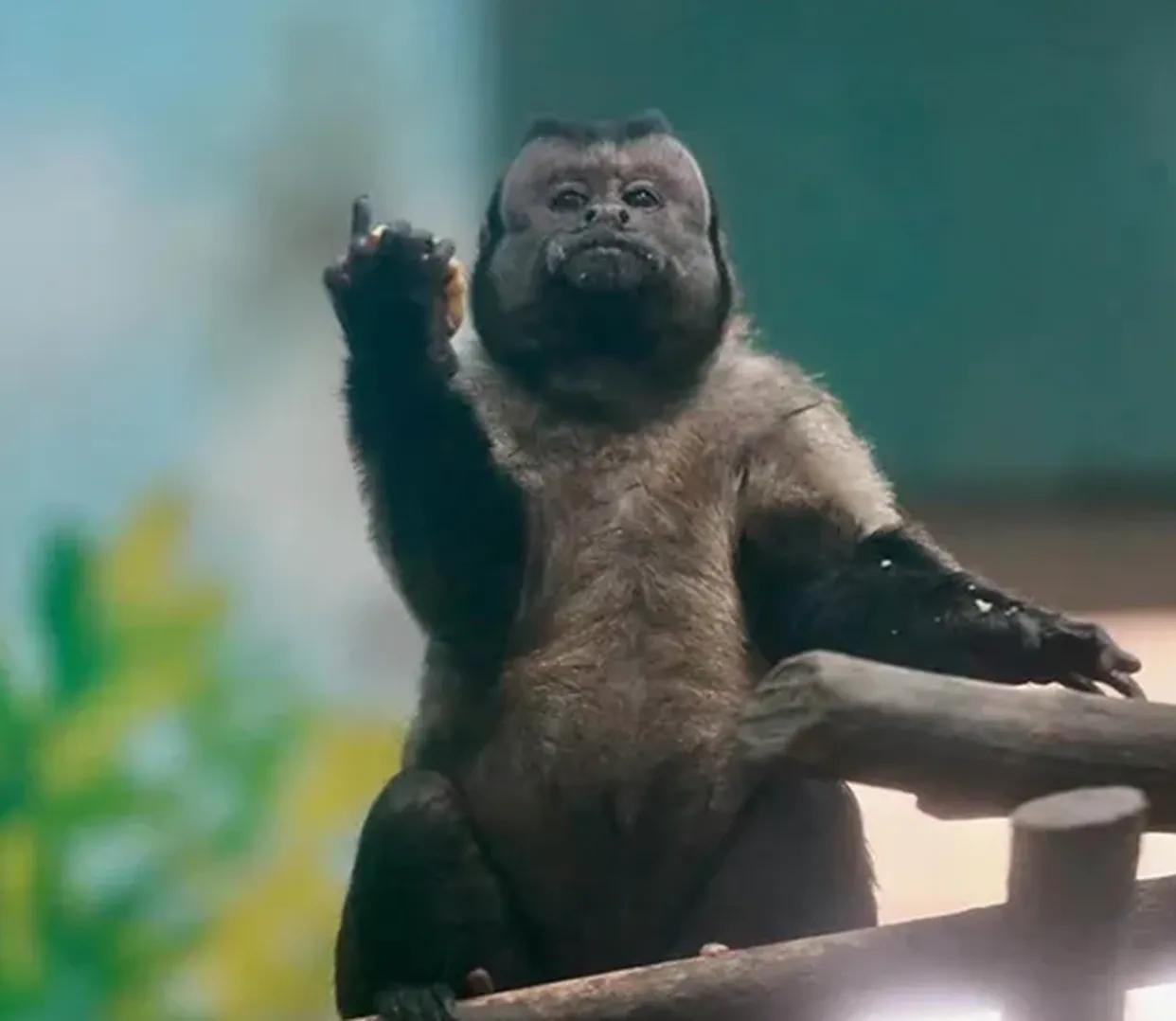 长着"国字脸"的猴子你们见过吗?