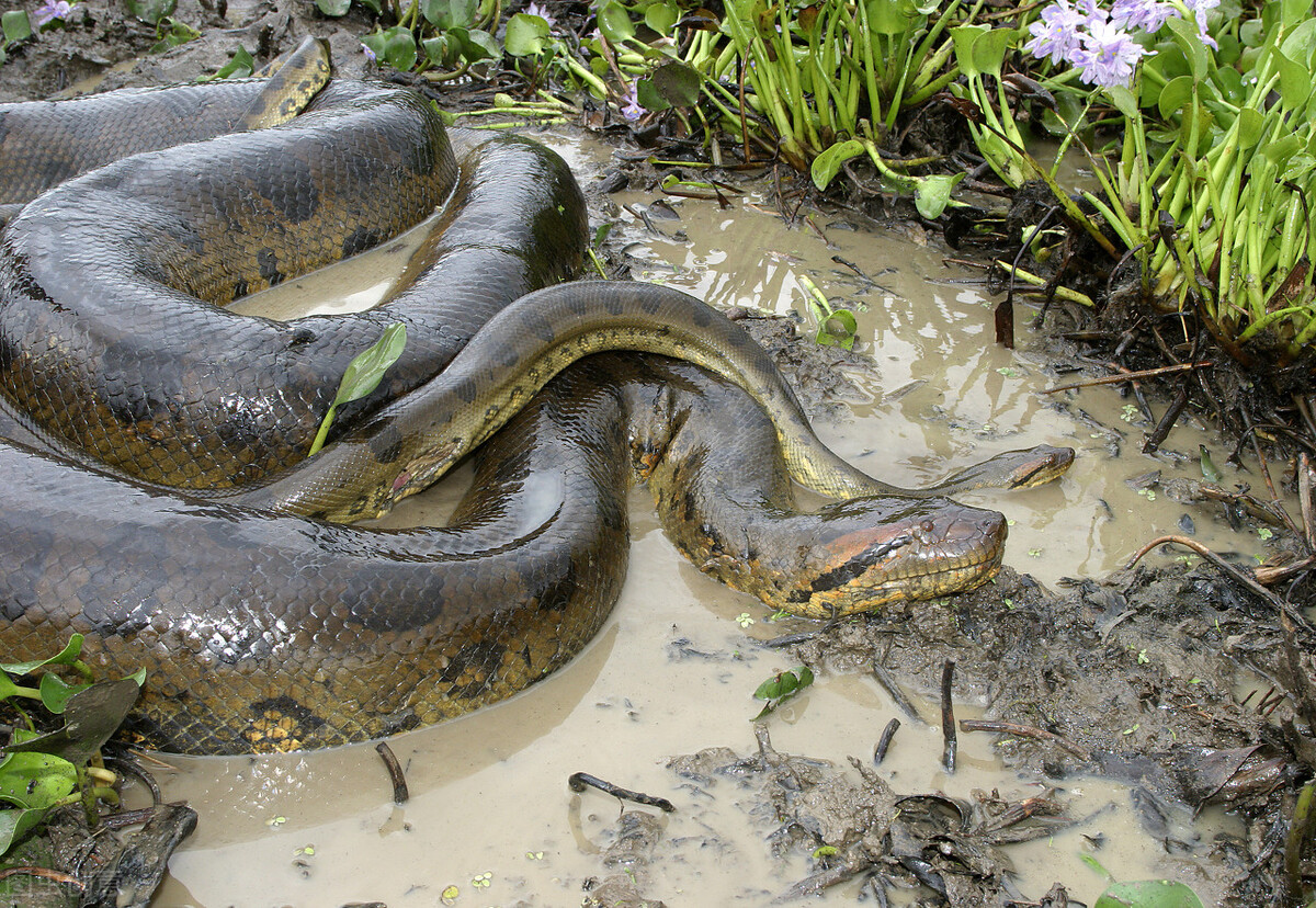 泰坦巨蟒图片(地球5500万年前的一次发高烧) - 赤虎壹号