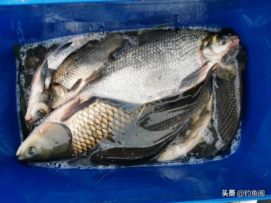 如果钓鱼也有段位,青铜白银该如何区分?看看你属于哪一阶段