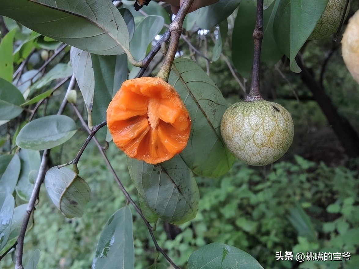 塞内加尔VS多哥预测(国土面积不及山东长岛，知名度不及电影的非洲多哥，有什么水果)