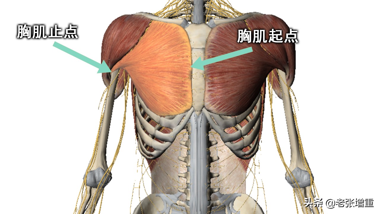 家庭健身器械体验—臂力器，我们一起来看看它能练到哪些肌肉？