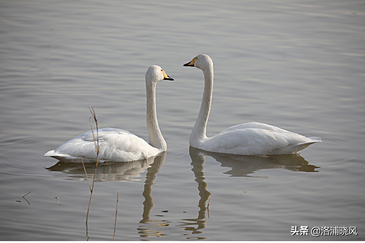 大雁与鹅的区别(家鹅与天鹅没有亲缘关系——兼谈家鹅与天鹅的区别)