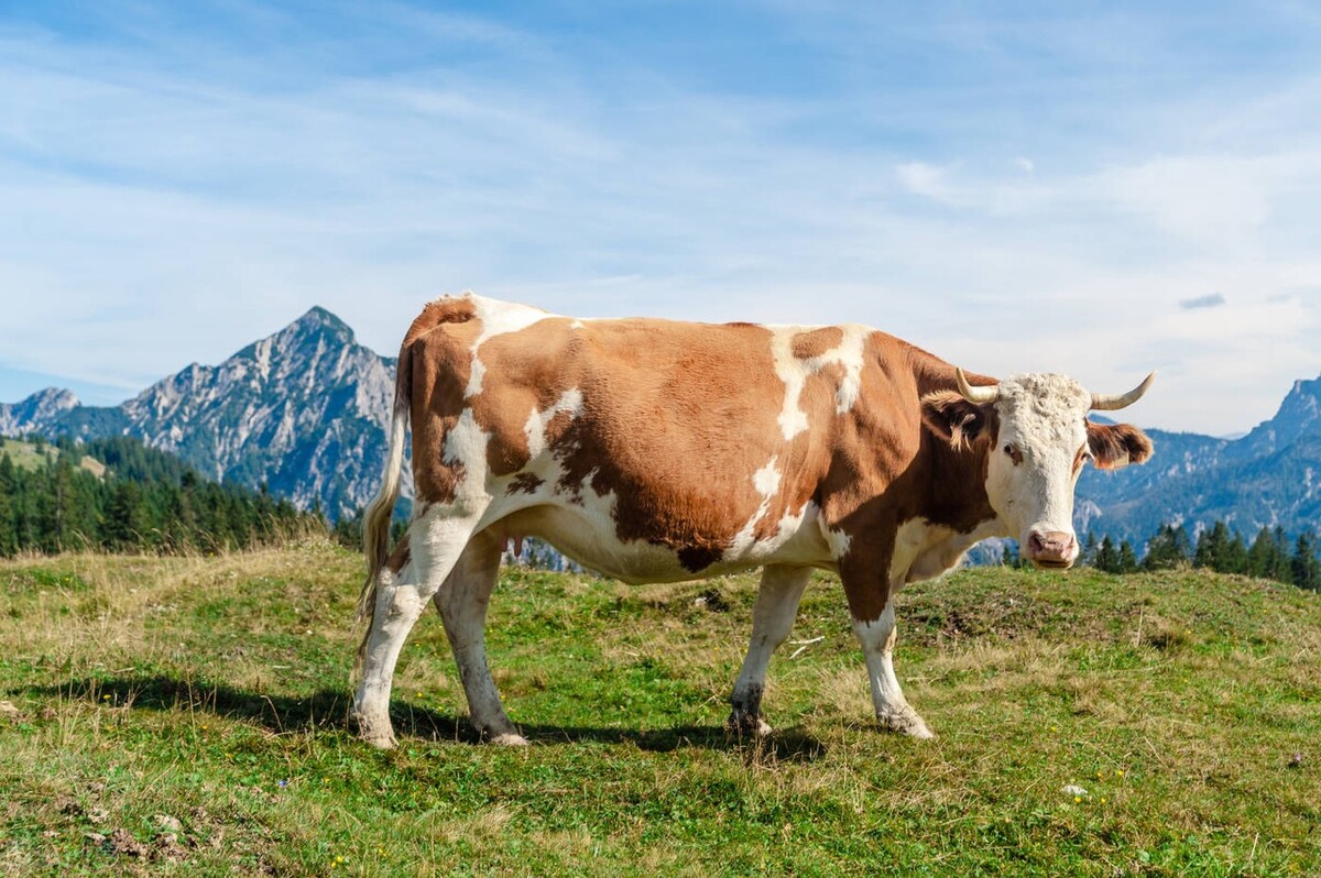 牛价丨4月13日 全国地区西门塔尔报价来啦!有涨有跌,养牛人关注