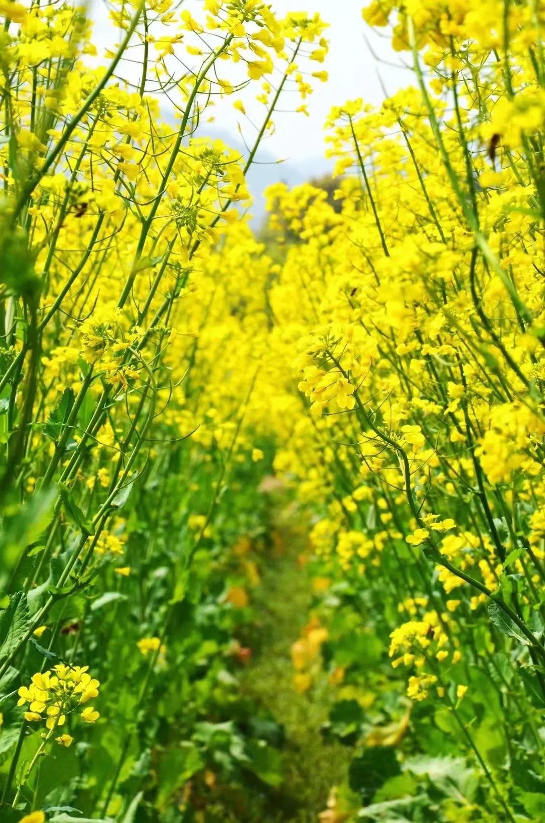 但喜五分春色到，百花生日是今朝