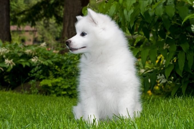 美国爱斯基摩犬