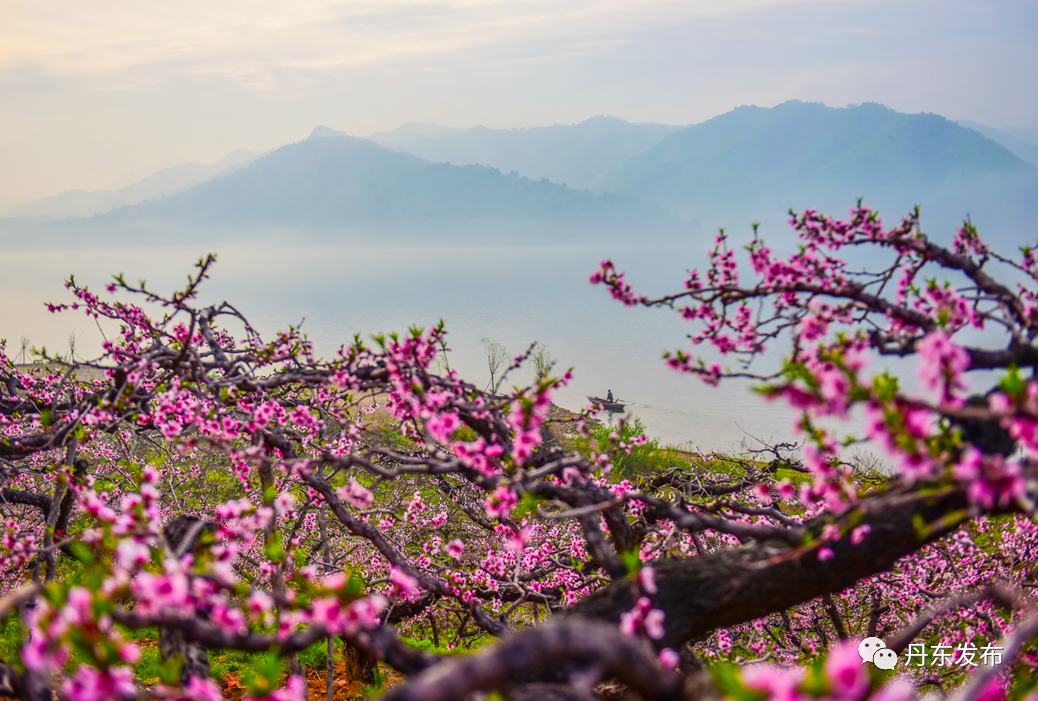 丹东这一地儿入选全国十大赏樱地！赏花攻略提前收藏