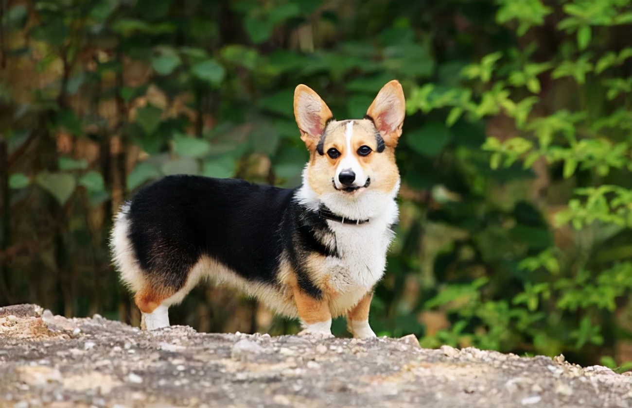 純種柯基犬價格多少錢一隻柯基犬