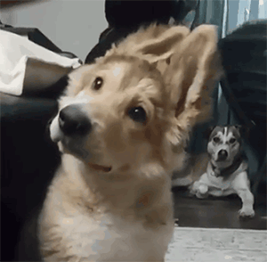 狗狗若是过得“甜蜜”，这些表现骗不了人