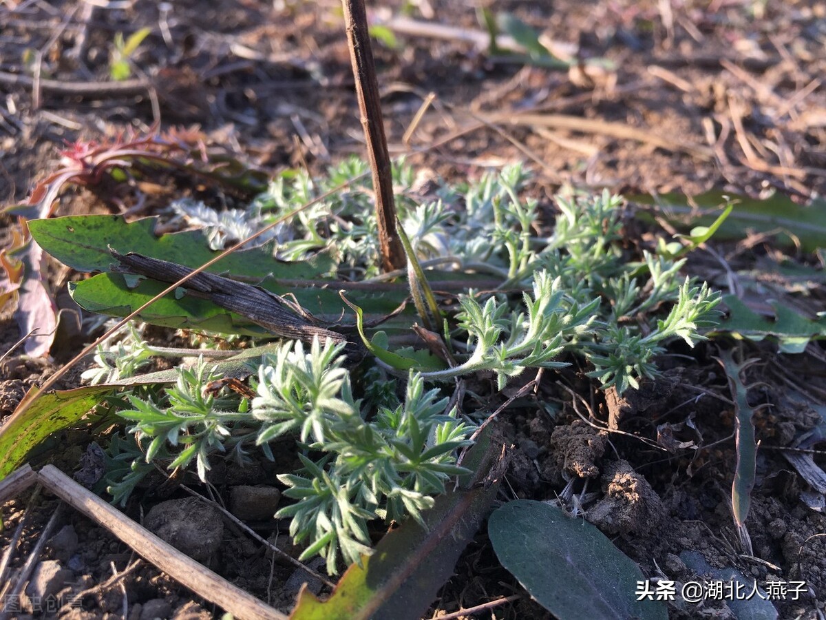 开春十大野菜图片（开春十大野菜图片高清）-第14张图片-科灵网