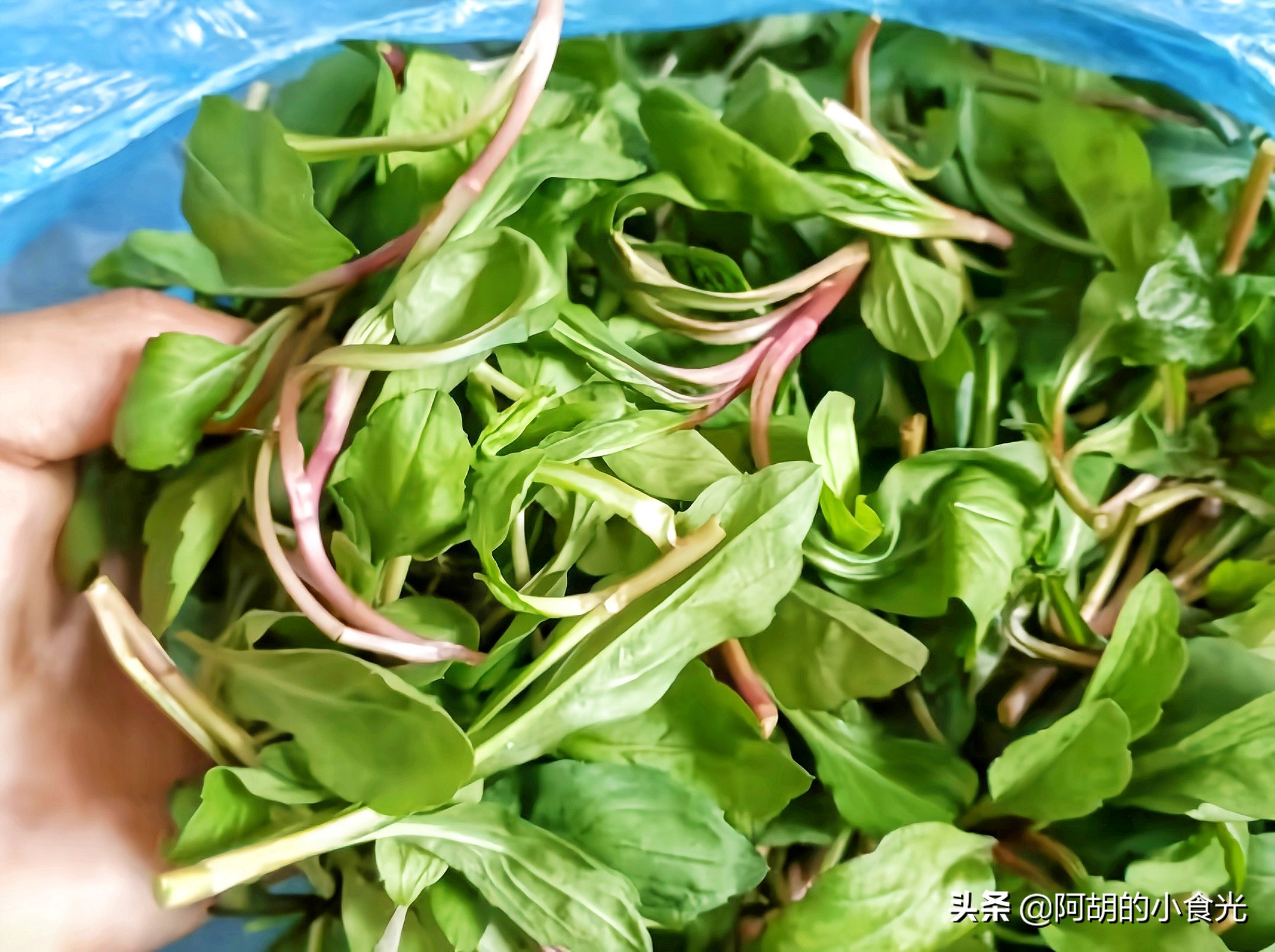 马兰头图片(马兰头) - 赤虎壹号