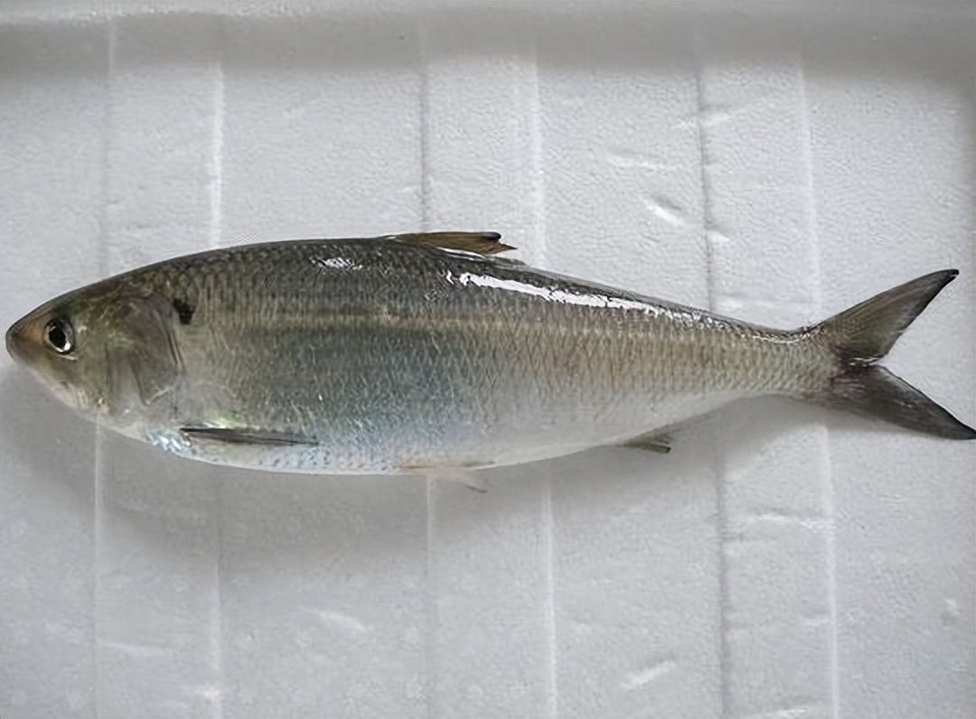 鲥鱼多少钱一斤(售价贵的十种淡水鱼多是牢底坐穿鱼) - 价格百科