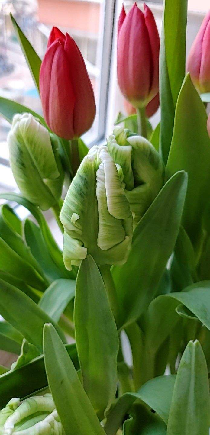 植物花语:杏仁花语你知多少?_达一风水网