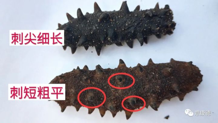 怎么确定海参坏了（怎么判断干海参是不是坏了）-第8张图片-巴山号