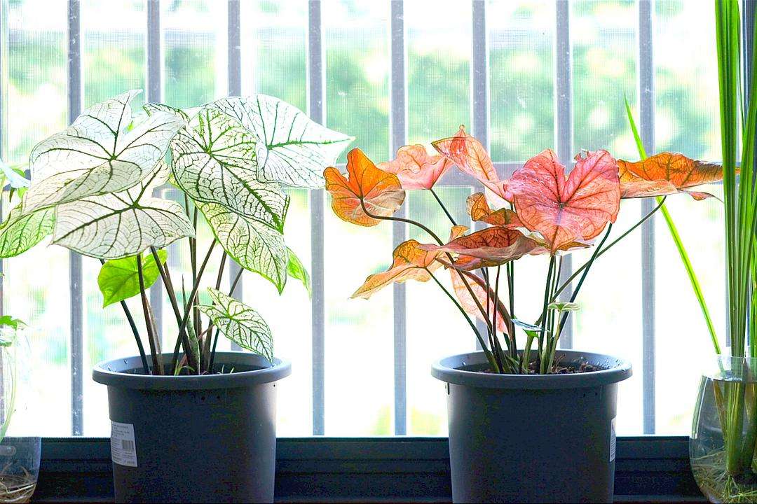 不喜阳光的室内花卉(不喜阳光的室内花卉有哪些) - 泉兴百科
