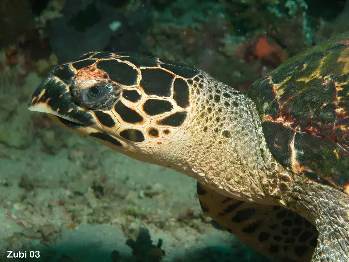 玳瑁海龟价格玳瑁