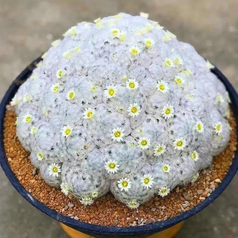 82,嘉文丸83,毛花柱仙人球84,鸾凤玉85,松霞86,眩美玉87,明日香姬圣诞