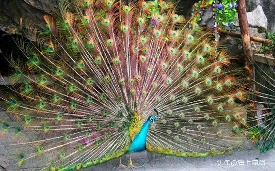 孔雀的图片(孔雀开屏的图片)-友友