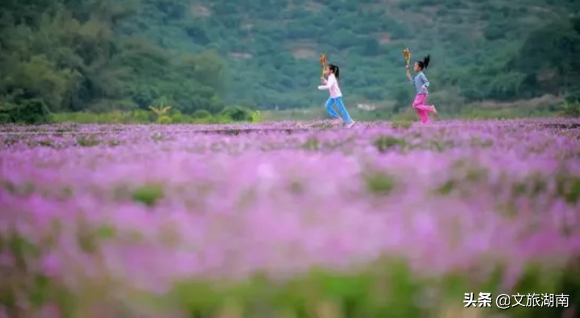 湖南踏春好去处，赏花、踏青、爬山...总有一个适合你