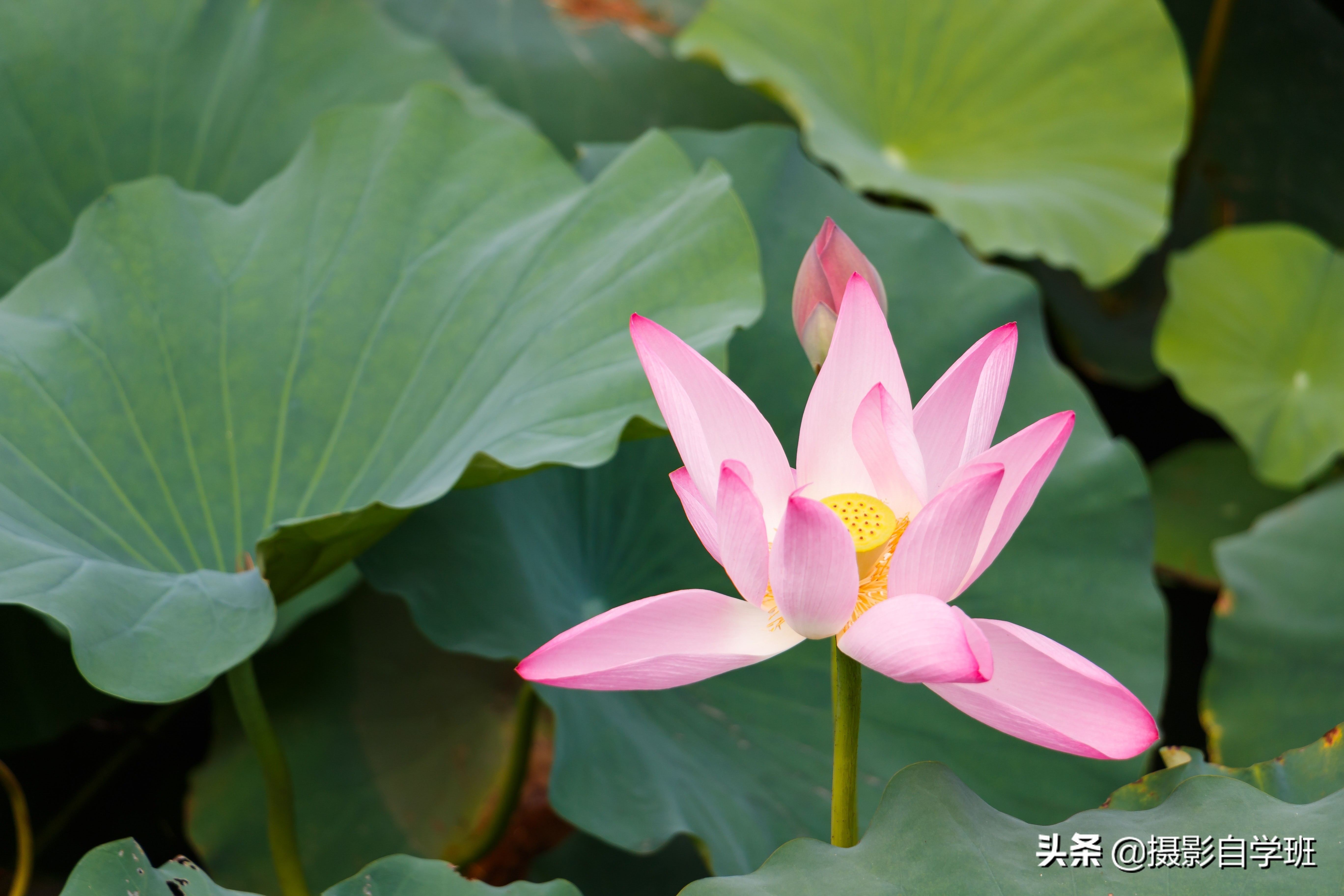 荷花照片這么拍，嬌艷不庸俗，荷花和書法和印章更配