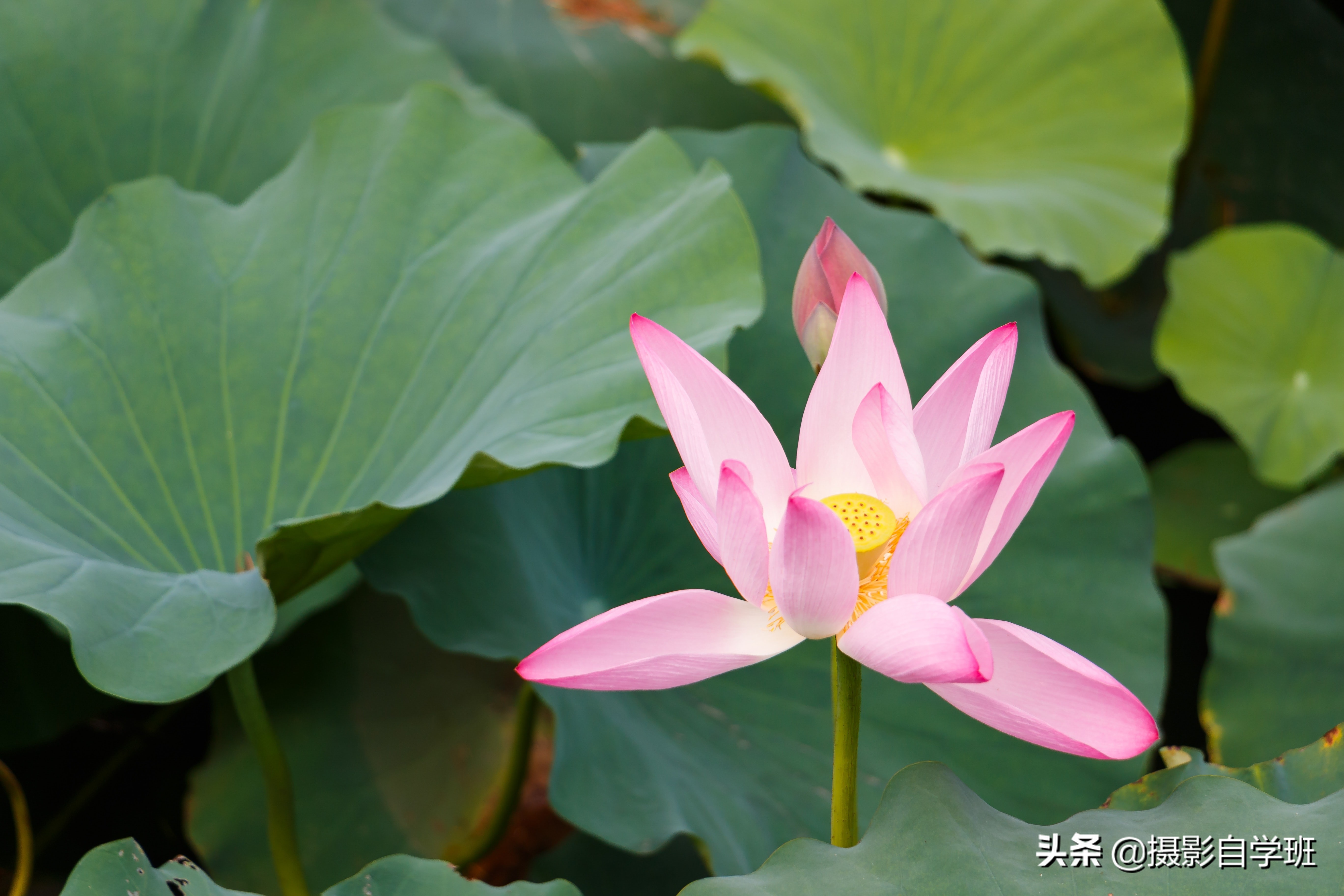 荷花照片这么拍，娇艳不庸俗，荷花和书法和印章更配