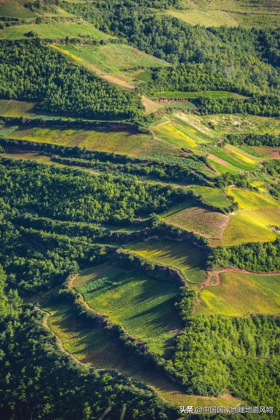 �й���͵����߲˴�ʡ��Ϊʲô�Ǹ��ࣿ