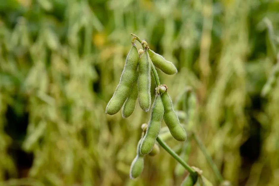 一到夏天就易上火！這些消夏食物你吃對了嗎？