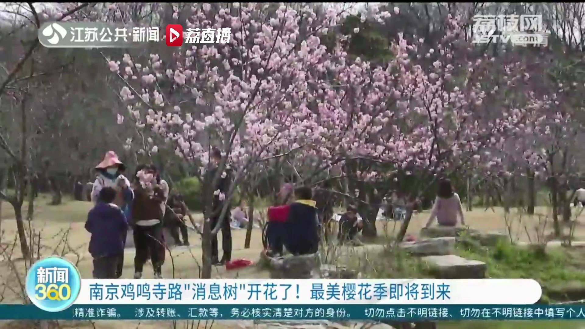 南京鸡鸣寺路“消息树”开花了！最美樱花季即将到来