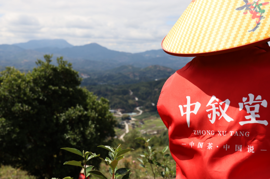 2022头枞雪芽，中叙堂白毫银针新茶新品，值得期待