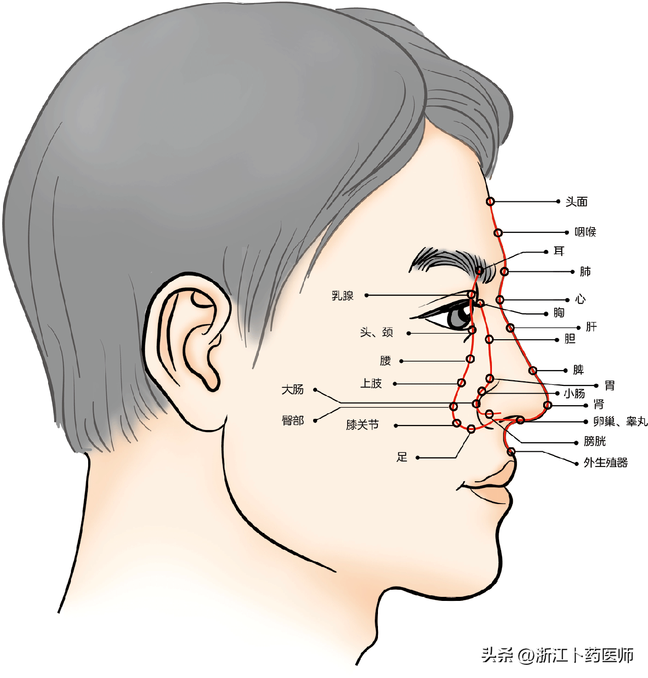 鼻子是脾胃的反射区,脾胃健康与否,通过鼻头的颜色就能看出来