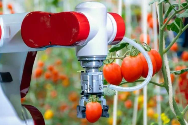 「AI番茄」背后，科技农人的新图谱