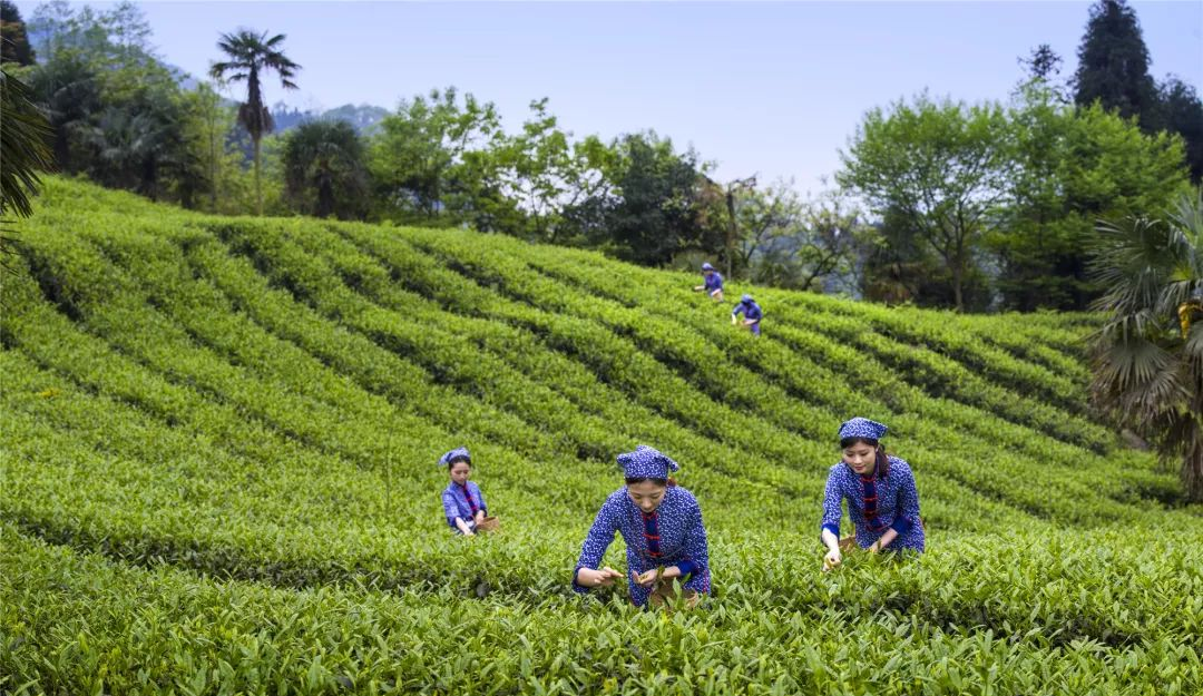 只此青绿，在此山中，去茶园里遍寻春意