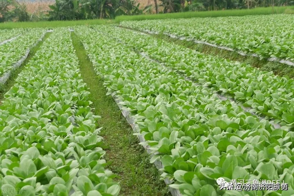 上海青菜种植时间和方法（上海青菜几月份播种最适合）-第6张图片-科灵网