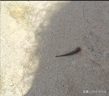 徒步墨脱南部小乡村，路上本地人跟我说不要瞎走，到处都是眼镜蛇