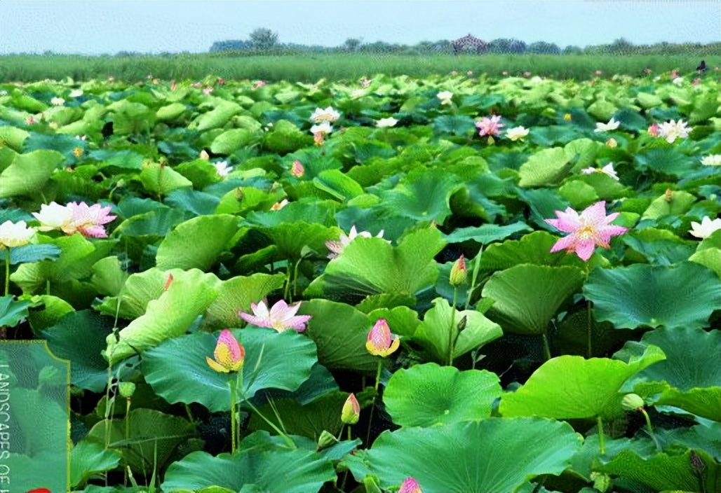 初夏，清風(fēng)和暢，何不去合陽
