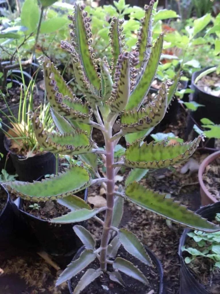 落地生根有(落地生根品种大全及养护知识)