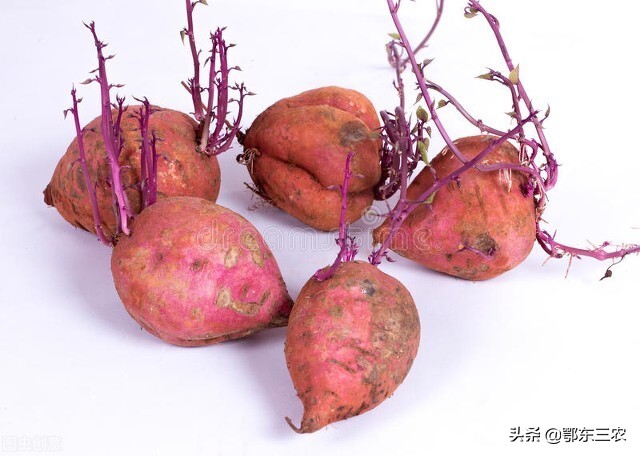 番薯发芽能吃吗（红薯发芽后是否能食用的原因）