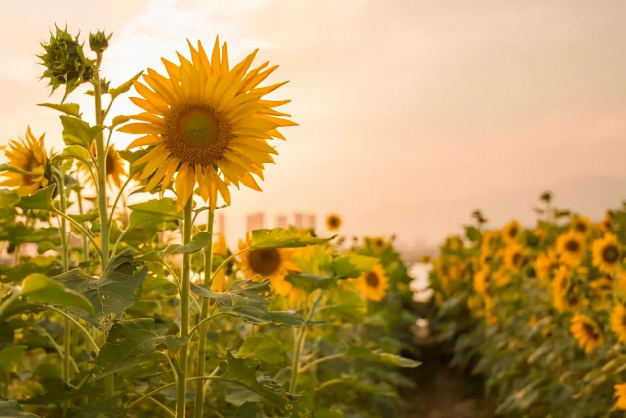 撩中年女人的最好方法：在微信上发三句话