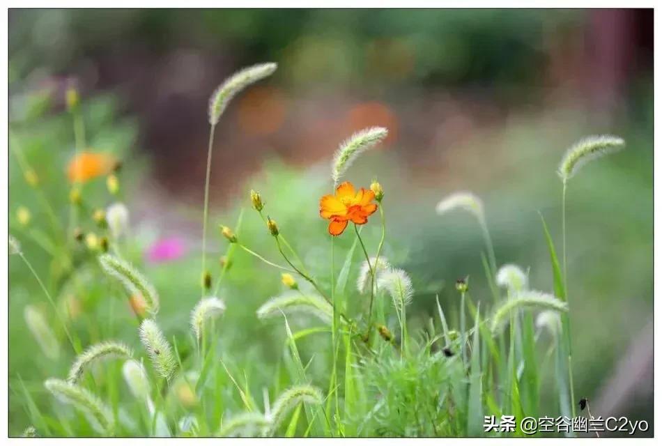 浅谈简书点赞和文章收益这一块