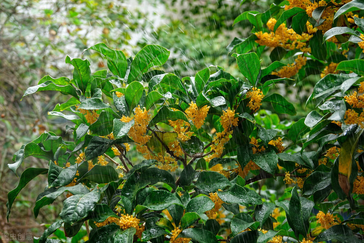 耐曬耐熱的陽臺開花植物(耐高溫的陽臺植物) - 泉興百科